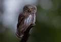 Eurasian Pygmy Owl - Glaucidium passerinum