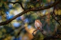 Eurasian Pygmy-Owl - Glaucidium passerinum sitting on the branch in the colourful forest in summer. Small european owl with the