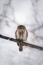 Owl in winter forest on stump. Pygmy small bird via snowfall. Small owl in natural habitat. Glaucidium passerinum Royalty Free Stock Photo