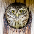 Eurasian pygmy owl Royalty Free Stock Photo