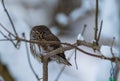 Eurasian pygmy owl Glaucidium passerinum in winter