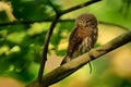 Eurasian Pygmy-Owl Royalty Free Stock Photo