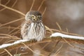 Eurasian pygmy owl sitting on branch in winter nature