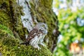 Eurasian Pygmy Owl sitting on mossy tree