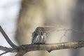 Eurasian pygmy owl sitting on a tree branch in spring day Royalty Free Stock Photo