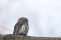 Eurasian pygmy owl sitting on a tree branch in spring day Royalty Free Stock Photo