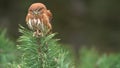 Eurasian pygmy owl sitting on waving branch of coniferous tree, Bird stabilization. European nature in the forest.