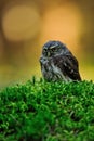 Eurasian pygmy owl Royalty Free Stock Photo