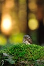 Eurasian pygmy owl Royalty Free Stock Photo