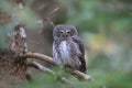 Eurasian pygmy owl-Swabian Jura,Swabian Alps,Baden-WÃÆÃÂ¼rttemberg, Germany Royalty Free Stock Photo