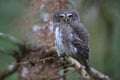 Eurasian pygmy owl-Swabian Jura,Swabian Alps,Baden-WÃÆÃÂ¼rttemberg, Germany Royalty Free Stock Photo