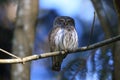 Eurasian pygmy owl-Swabian Jura,Swabian Alps,Baden-WÃÆÃÂ¼rttemberg, Germany Royalty Free Stock Photo