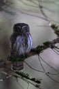 Eurasian pygmy owl-Swabian Jura,Swabian Alps,Baden-WÃÆÃÂ¼rttemberg, Germany Royalty Free Stock Photo