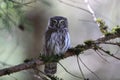 Eurasian pygmy owl-Swabian Jura,Swabian Alps,Baden-WÃÆÃÂ¼rttemberg, Germany Royalty Free Stock Photo
