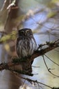 Eurasian pygmy owl-Swabian Jura,Swabian Alps,Baden-WÃÆÃÂ¼rttemberg, Germany Royalty Free Stock Photo