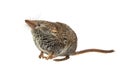 Eurasian pygmy shrew