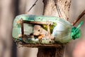 Eurasian red squirrel in bird feeder plastic bottle