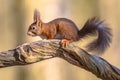 Eurasian red squirrel on branch in forest Royalty Free Stock Photo