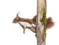 Eurasian red squirrel climbs a tree branch by clinging to the bark with its claws, sciurus vulgaris, isolated on white Royalty Free Stock Photo