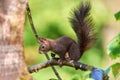 Eurasian red squirrel closeup