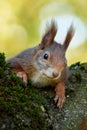 Eurasian red squirrel closeup