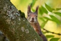 Eurasian red squirrel closeup