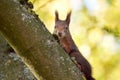 Eurasian red squirrel closeup