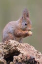 Eurasian red squirrel Royalty Free Stock Photo