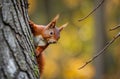 The Eurasian red squirrel