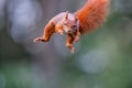 Eurasian red squirrel in the forest Royalty Free Stock Photo