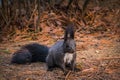 A Eurasian Red Squirrel on Nami Island near Chuncheon, South Korea.