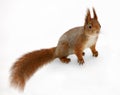 Eurasian red squirrel in front of a white background Royalty Free Stock Photo