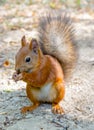 Eurasian red squirrel Royalty Free Stock Photo