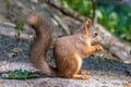 Eurasian red squirrel Royalty Free Stock Photo