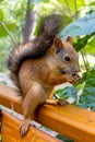 Eurasian red squirrel Royalty Free Stock Photo