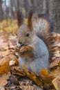 Eurasian red squirrel Royalty Free Stock Photo