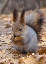 Eurasian red squirrel Royalty Free Stock Photo