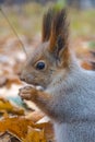 Eurasian red squirrel Royalty Free Stock Photo