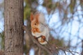 Eurasian red squirrel gnaws the nut. Royalty Free Stock Photo