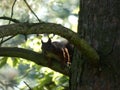 Eurasian red squirrel hiding among pine tree branches