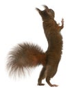 Eurasian red squirrel on hind legs Royalty Free Stock Photo