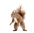 Eurasian red squirrel on hind legs looking up, sciurus vulgaris, isolated on white Royalty Free Stock Photo