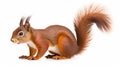 Eurasian red squirrel isolated on white background in front of a white background. generative ai Royalty Free Stock Photo