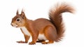 Eurasian red squirrel isolated on white background in front of a white background. generative ai Royalty Free Stock Photo