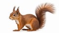 Eurasian red squirrel isolated on white background in front of a white background. generative ai