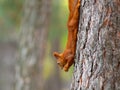 Wild red squirrel eating nut hanging on tree trunk Royalty Free Stock Photo