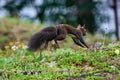 Eurasian red squirrel running