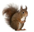 Eurasian red squirrel, Sciurus vulgaris Royalty Free Stock Photo