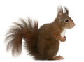 Eurasian red squirrel, Sciurus vulgaris Royalty Free Stock Photo