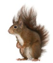 Eurasian red squirrel, Sciurus vulgaris Royalty Free Stock Photo